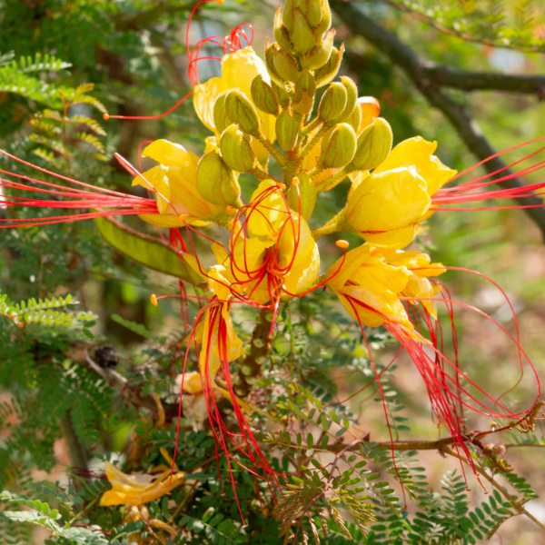 Desert Bird of Paradise Seeds, Yellow and Red