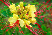 Desert Bird of Paradise Seeds, Yellow and Red