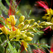 Desert Bird of Paradise Seeds, Yellow and Red