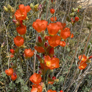Sphaeralcea Ambigua Desert Mallow Seeds