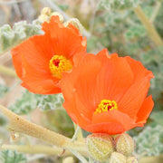 Sphaeralcea Ambigua Desert Mallow Seeds