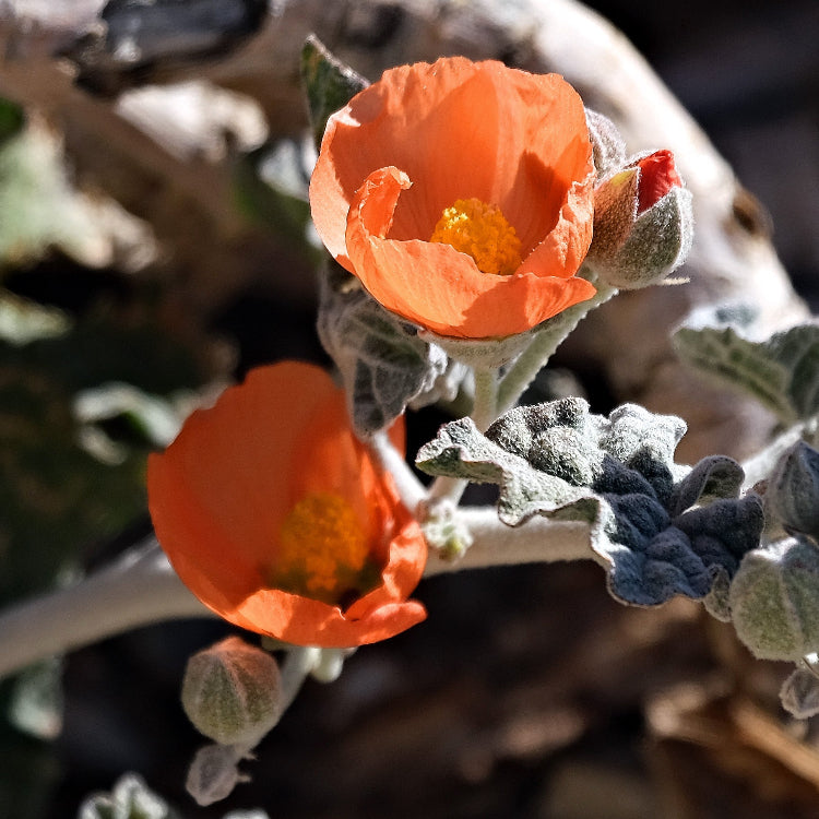 Sphaeralcea Ambigua Desert Mallow Seeds