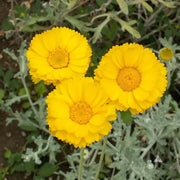 Baileya Multiradiata Desert Marigold Seeds