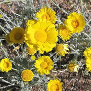 Baileya Multiradiata Desert Marigold Seeds