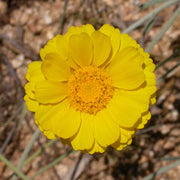 Baileya Multiradiata Desert Marigold Seeds