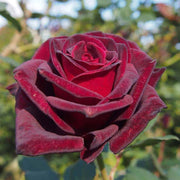 Black Red Desert Rose Seeds