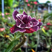 Black Red Desert Rose Seeds