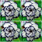Black & White Desert Rose Seeds