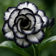 Black & White Desert Rose Seeds
