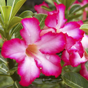 Adenium Obesum Desert Rose Seeds