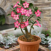 Adenium Obesum Succulent Desert Rose Seeds
