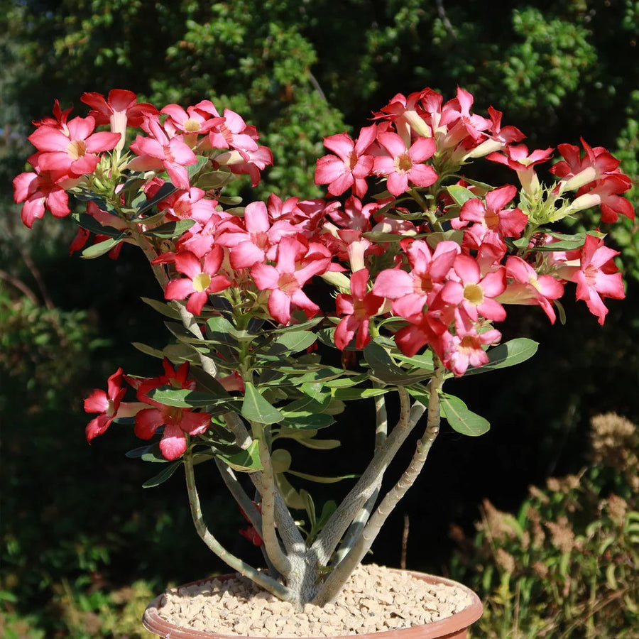 Adenium Obesum Succulent Desert Rose Seeds