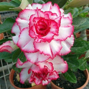 Double Desert Rose Seeds