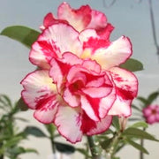 Double Desert Rose Seeds