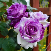 Double White Purple Desert Rose Seeds