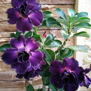 Purple Desert Rose Seeds