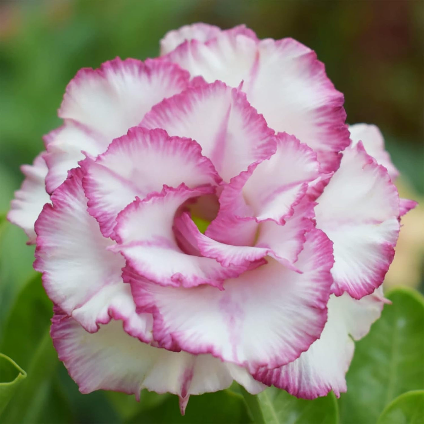 Purple White Desert Rose Seeds
