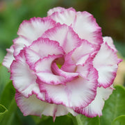Purple White Desert Rose Seeds