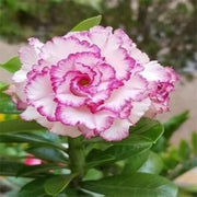 Purple White Desert Rose Seeds