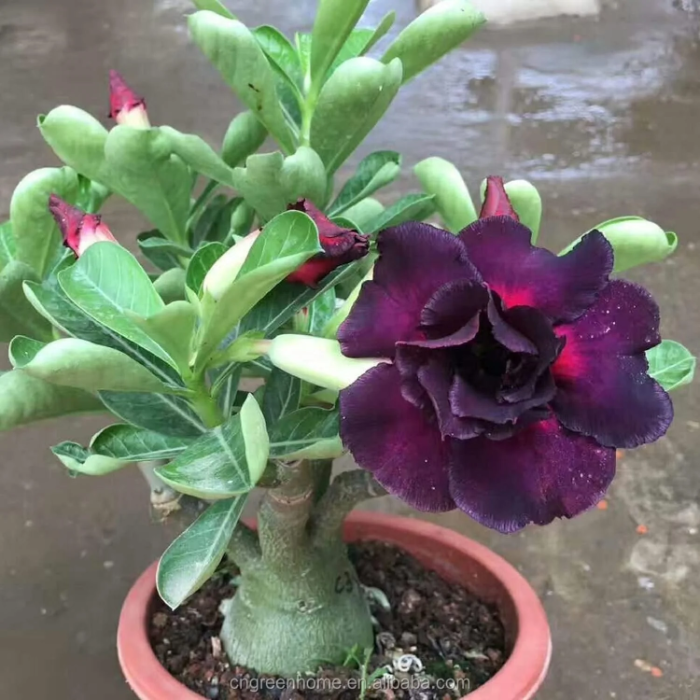 Rare Purple Black Desert Rose Seeds