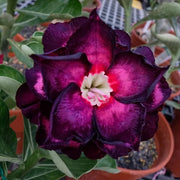 Rare Purple Black Desert Rose Seeds