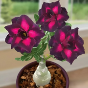 Rare Purple Black Desert Rose Seeds