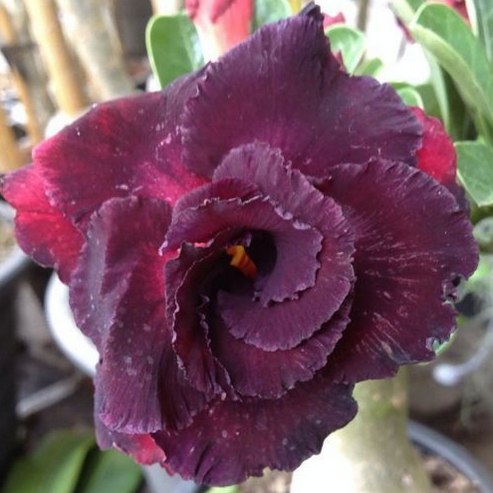 Black Red Desert Rose Seeds