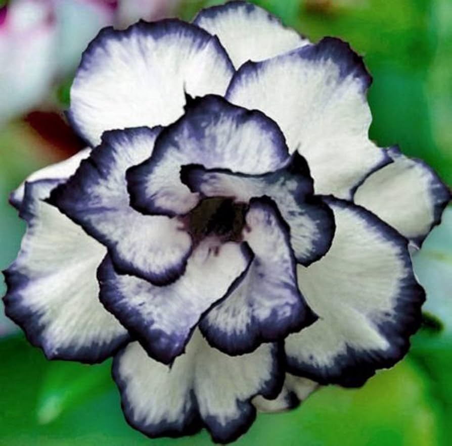 Black & White Desert Rose Seeds