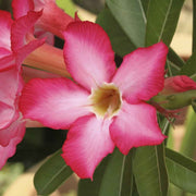 Adenium Obesum Desert Rose Seeds