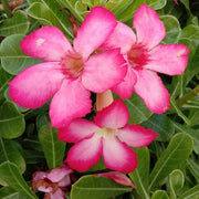 Adenium Obesum Succulent Desert Rose Seeds