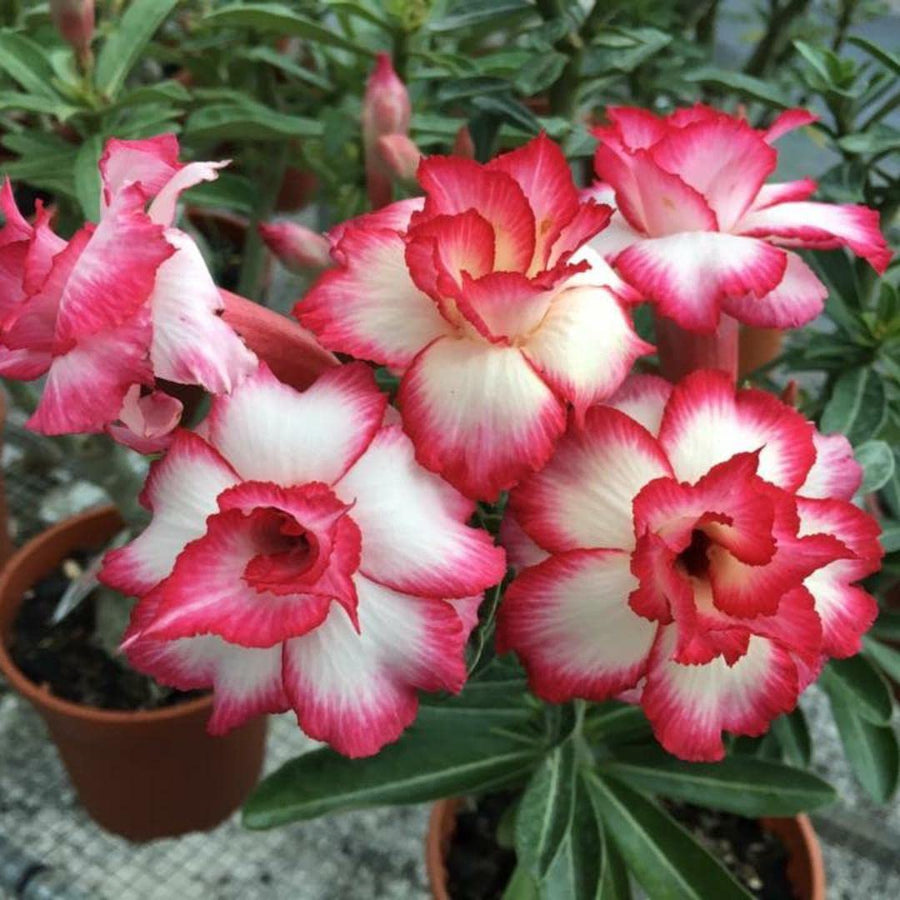 Double Desert Rose Seeds
