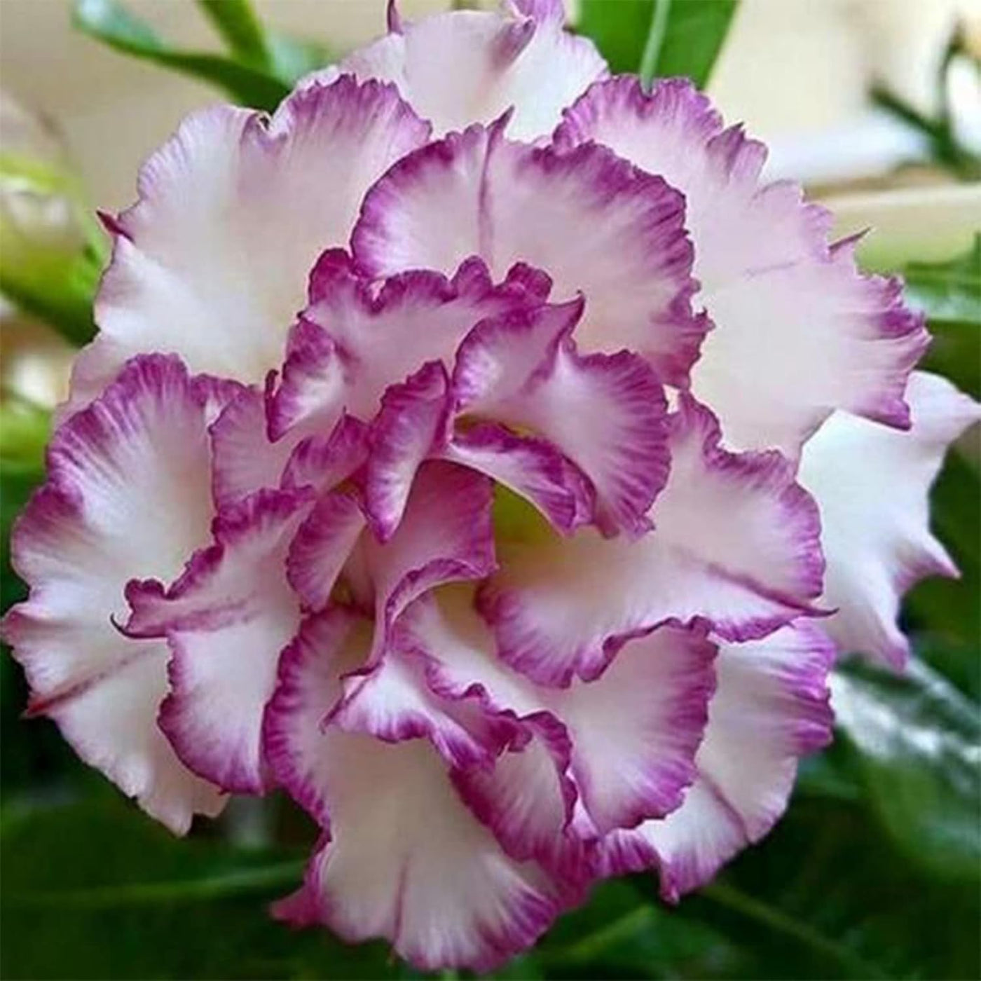 Double White Purple Desert Rose Seeds