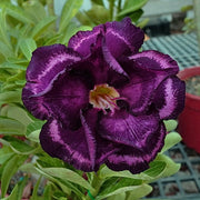 Purple Desert Rose Seeds