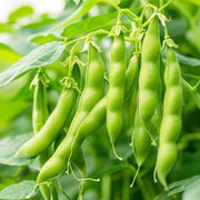 Desert Tepary Beans Seeds - Vegetable Plant