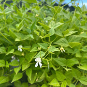 Desert Tepary Beans Seeds - Vegetable Plant