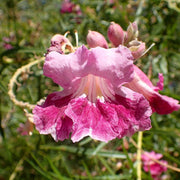 Chilopsis linearis Desert Willow Seeds