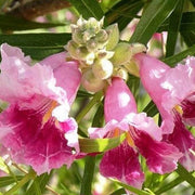 Chilopsis linearis Desert Willow Seeds