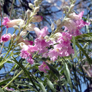 Drought Desert Willow Seeds