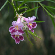 Drought Desert Willow Seeds