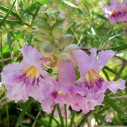 Drought Desert Willow Seeds