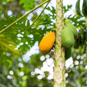 Orange Papaya Seeds