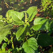 Palak Kantewaali Seeds, Spinacia oleracea Vegetable Seeds