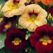 Night and Day Nasturtium Seeds