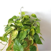 Devil's Seeds, Epipremnum aureum