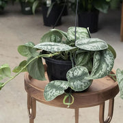 Devil's Seeds, Epipremnum aureum