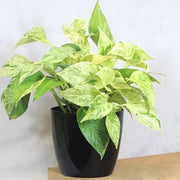 Devil's Seeds, Epipremnum aureum
