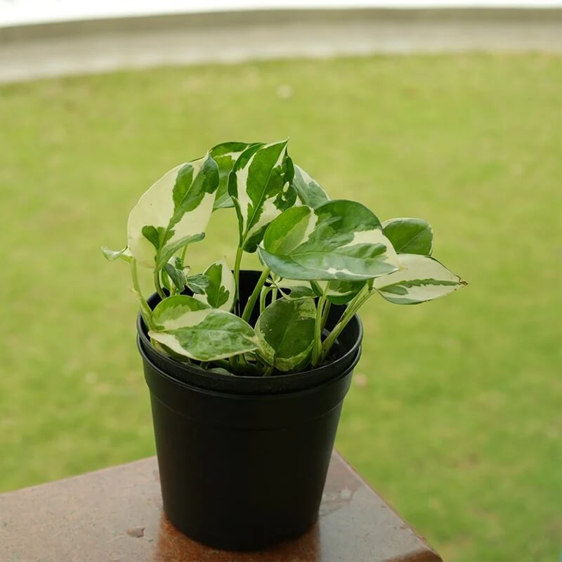 Devil's Seeds, Epipremnum aureum