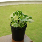 Devil's Seeds, Epipremnum aureum