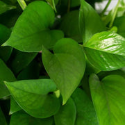 Devil's Seeds, Epipremnum aureum