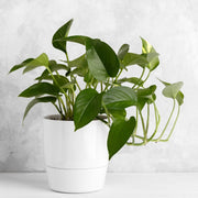 Devil's Seeds, Epipremnum aureum